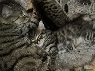 Mixed Breed cats Kittens - Advert 9