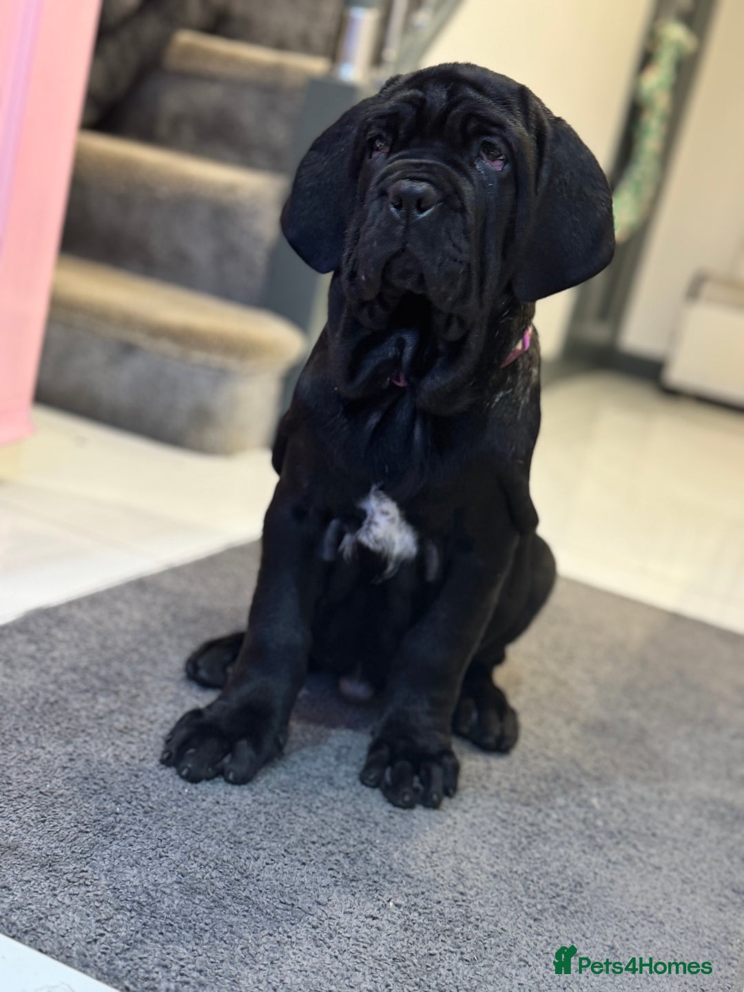 Mastiff dogs for sale: 2 Neapolitan mastiff puppies black girls  - Advert 22
