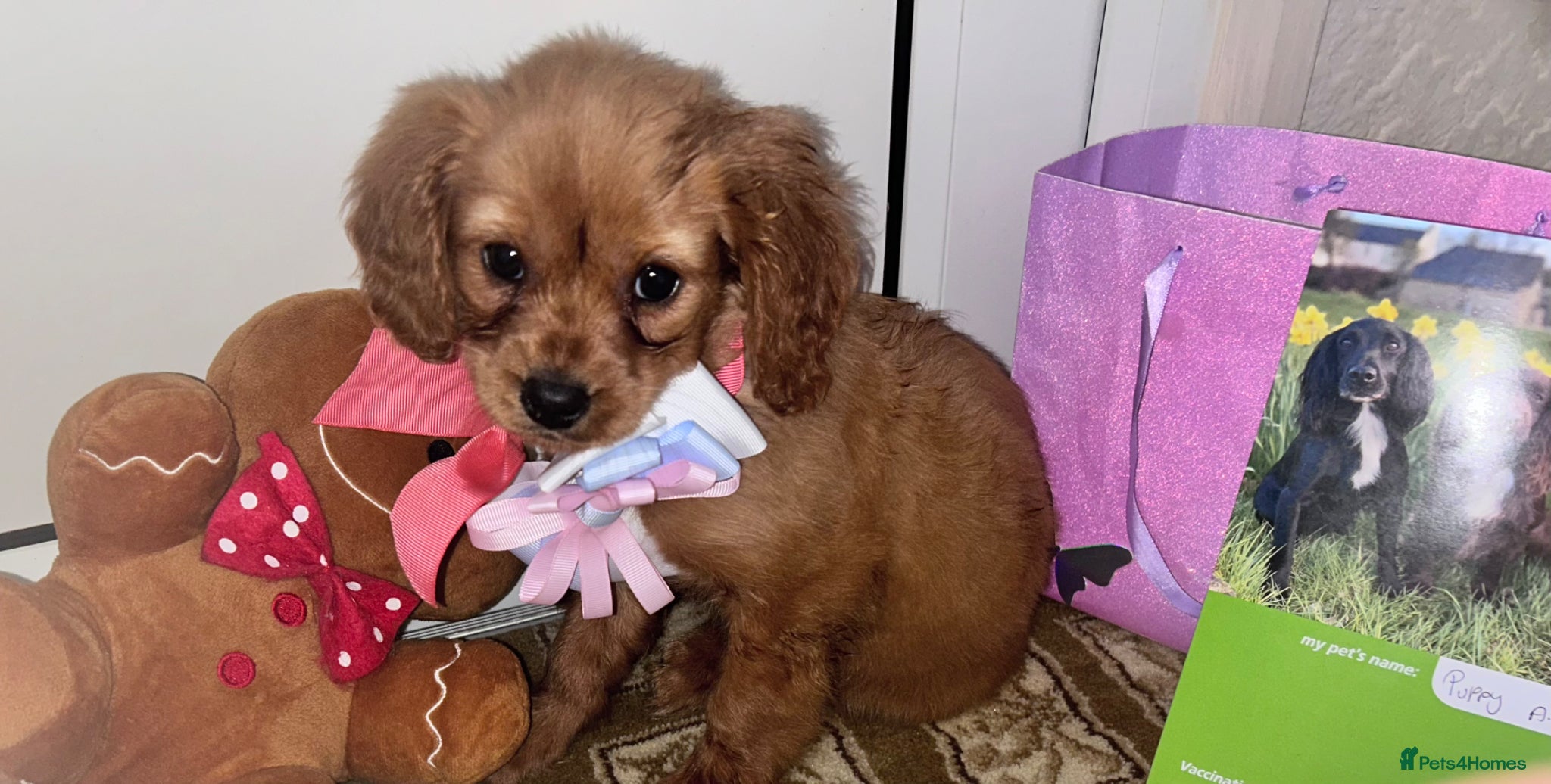Cavapoo dogs Cavappo puppy’s for sale (last 1 ) - Advert 5