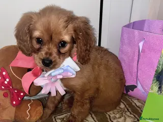 Cavapoo dogs Cavappo puppy’s for sale (last 1 ) - Advert 5