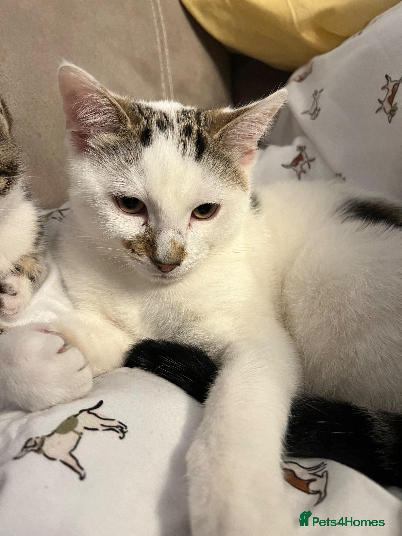 Mixed Breed cats Male kitten  - Advert 1