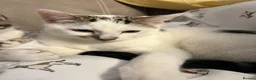 Mixed Breed cats for sale: Male kitten  - Advert 1