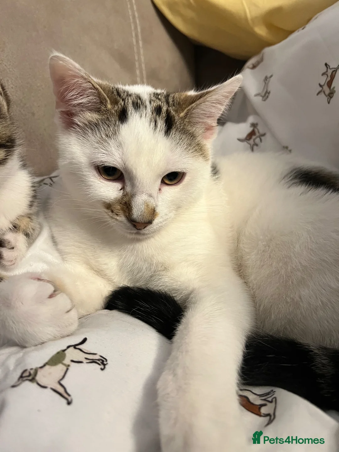 Mixed Breed cats for sale: Male kitten  - Advert 1