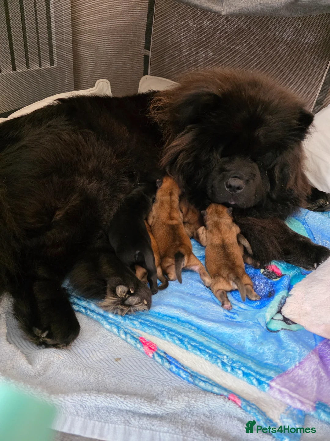 Chow Chow dogs for sale: Chow chow pups - Advert 1