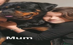 Rottweiler dogs for sale: 🏆(Kc)Champion bloodline Rottweiler puppies. - Image 3
