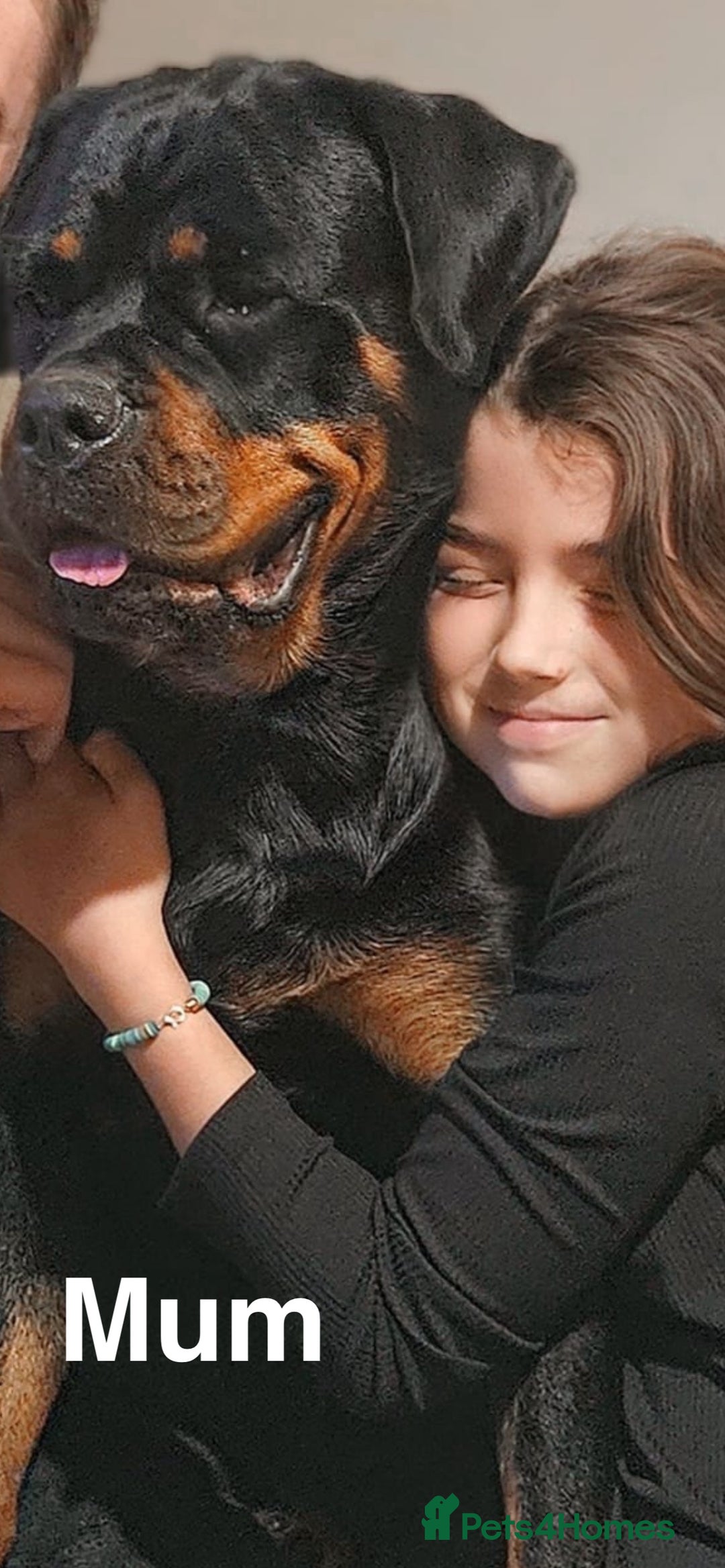 Rottweiler dogs for sale: 🏆(Kc)Champion bloodline Rottweiler puppies. - Image 3
