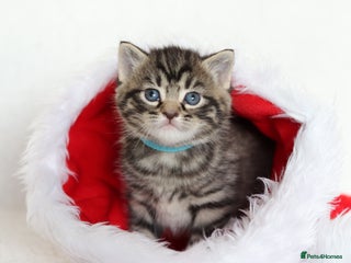 Mixed Breed cats Beautiful Kitten - Advert 6