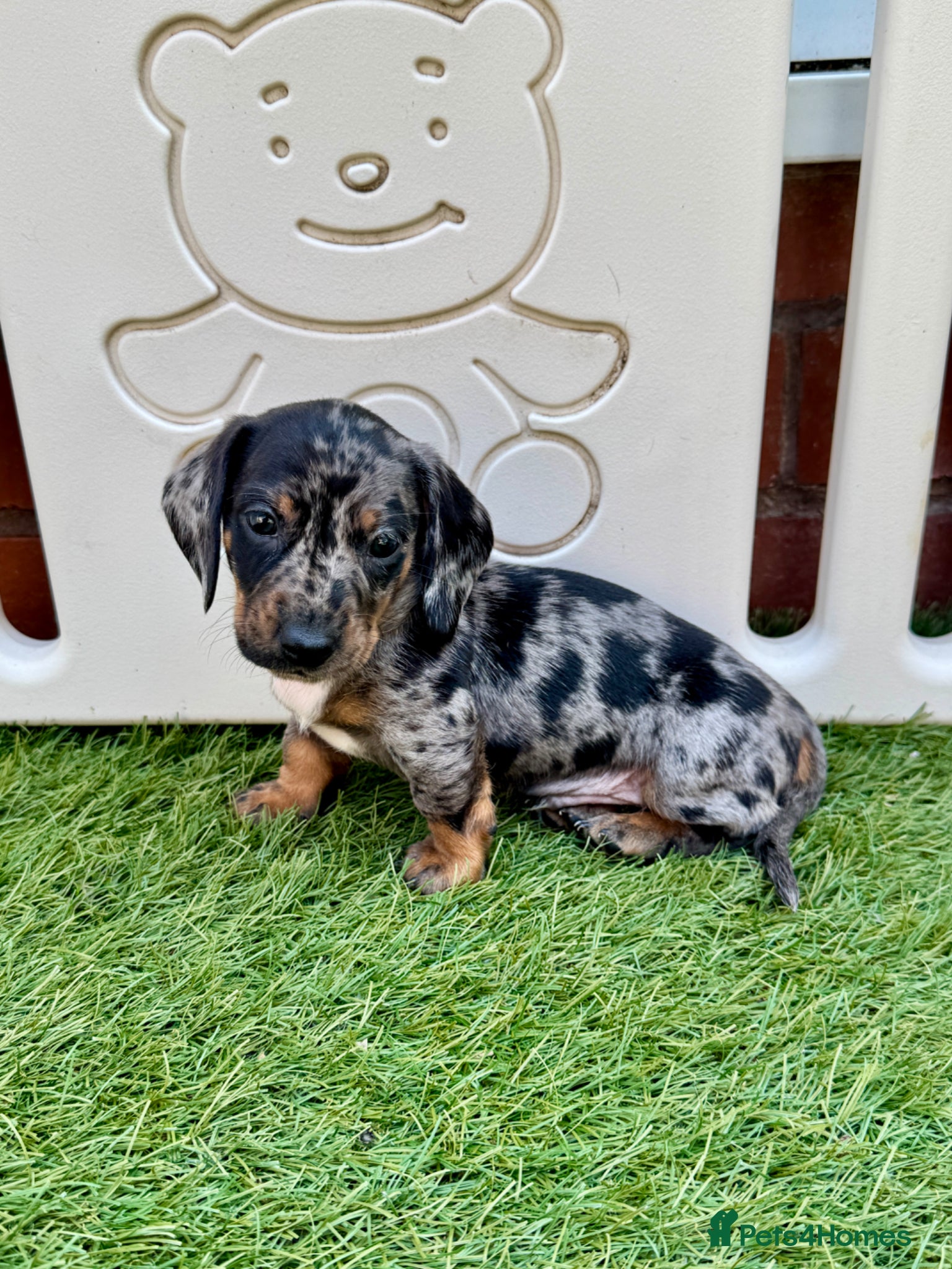 Miniature Dachshund dogs Mini dachshund pupies KC reg DNA tested parents - Advert 2