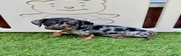 Miniature Dachshund dogs for sale: 5★ LICENSED BREEDER • KC REG BOYS READY NOW  - Advert 22