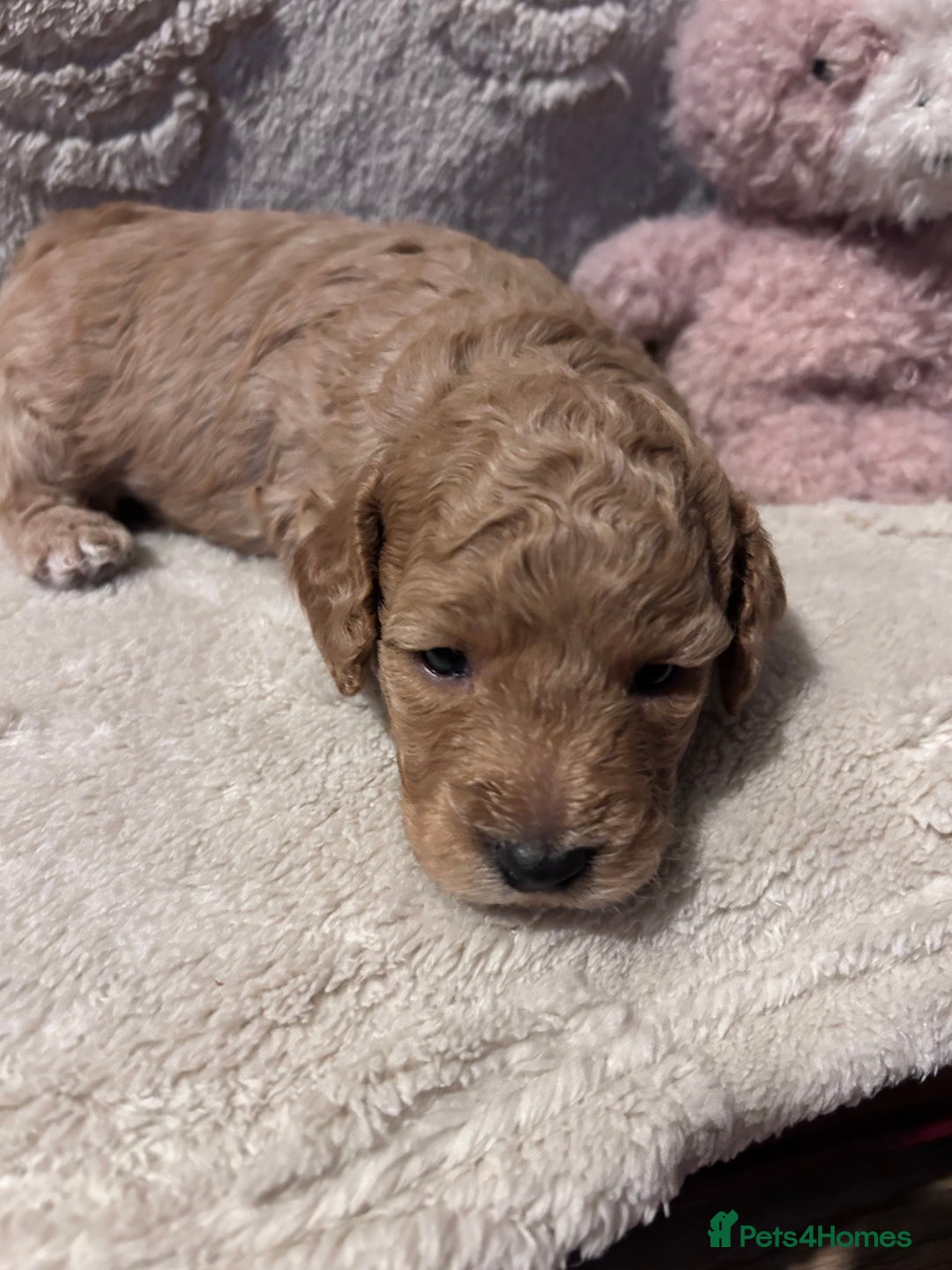 Cockapoo dogs for sale: Toy cockapoo puppies 3 boys 2 girls fox red  - Image 12