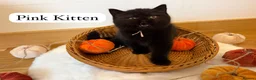 British Shorthair cats for sale: 3 Beautiful Autumn Coloured Kittens🤎🍂 - Advert 16