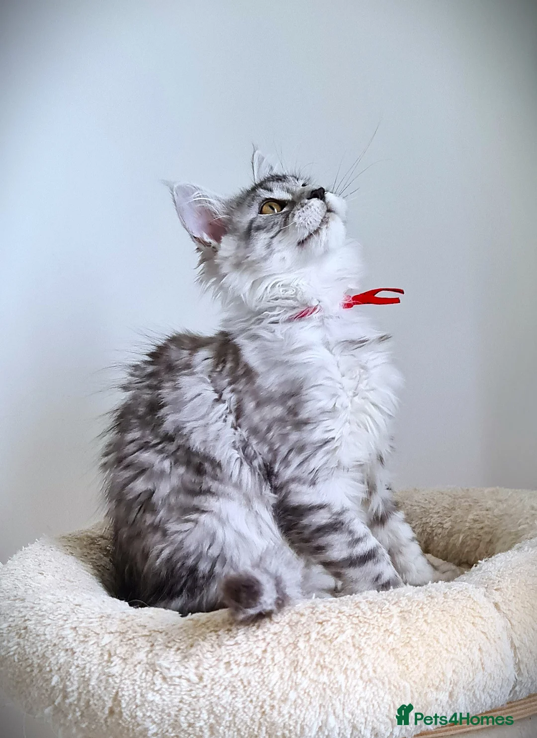 Maine Coon cats for sale: STUNNING 4️⃣ PEDIGREE MAINE COON KITTENS READY ❗❗❗ - Advert 21