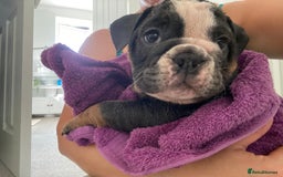 English Bulldog dogs for sale: *REDUCED**ONE FEMALE LEFT *English Bulldog Puppies - Image 33
