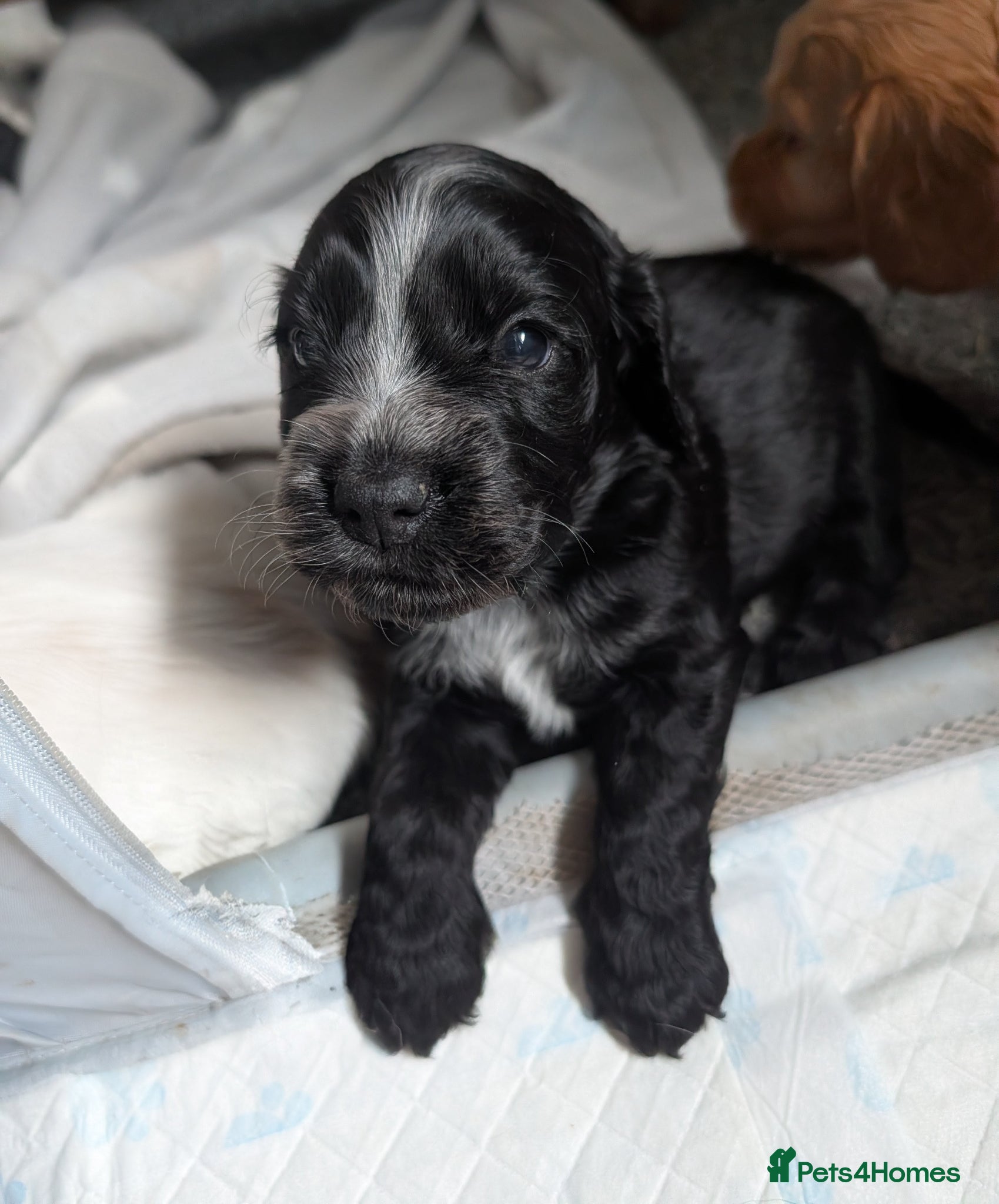 Cocker Spaniel dogs for sale: Beautiful cocker spaniel puppies  - Advert 11