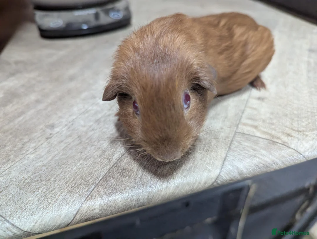 Guinea Pig rodents for sale: Golden Guinea pig for sale.  - Advert 2