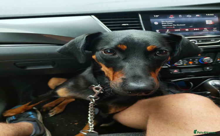 Mixed Breed dogs - Advert 1