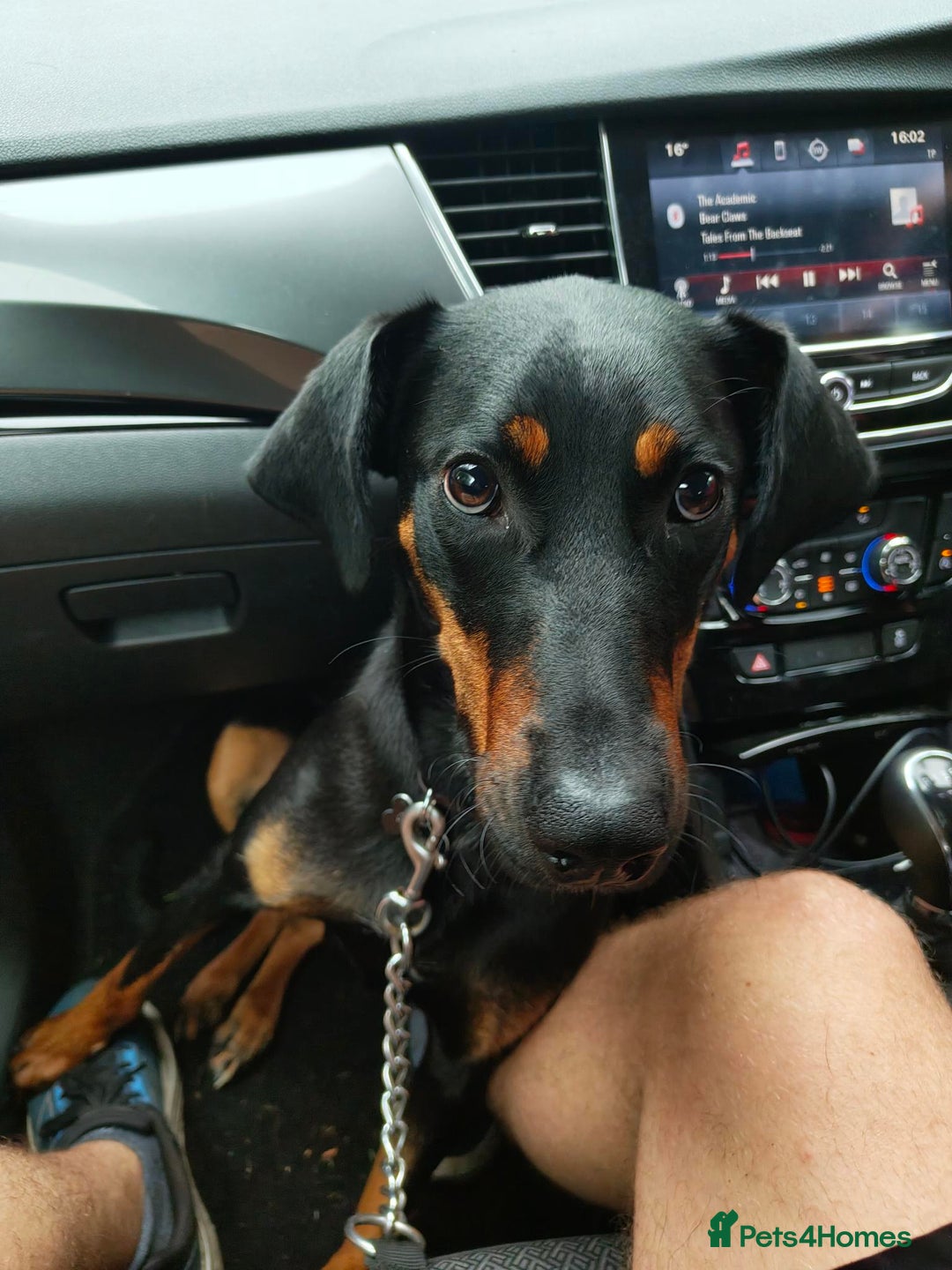 Mixed Breed dogs for sale: Tilly - 1 year old Doberman cross - Image 1