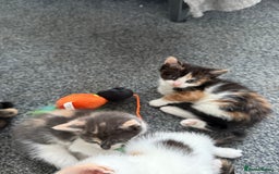 Mixed Breed cats for sale: Kittens for sale - Image 4