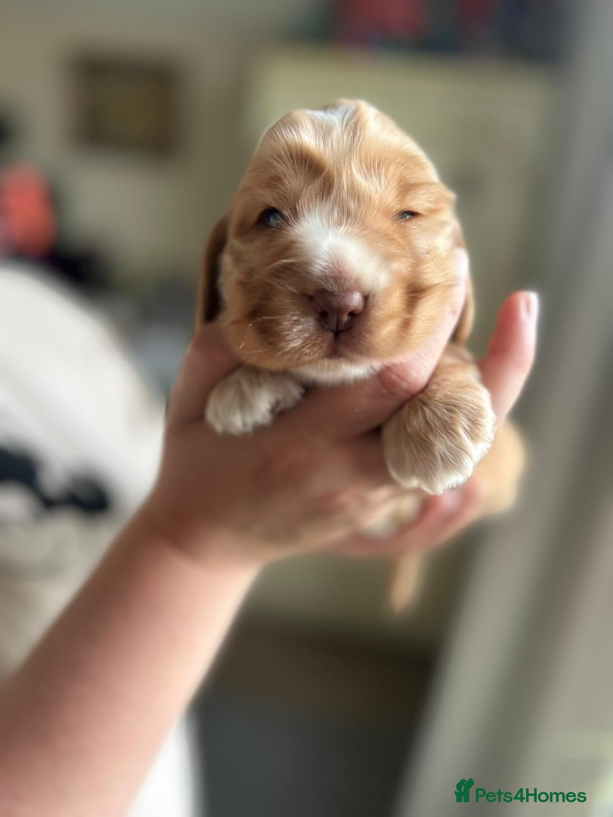 Cocker Spaniel dogs Kc registered cocker spaniel puppies  - Advert 2