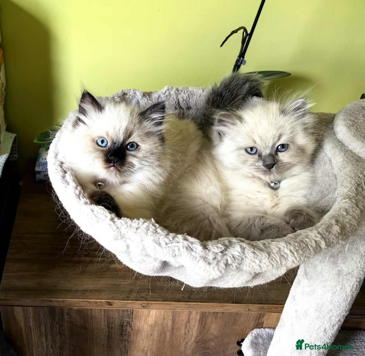 Ragdoll cats Beautiful Ragdoll Kittens for Sale 🐾 - Advert 2