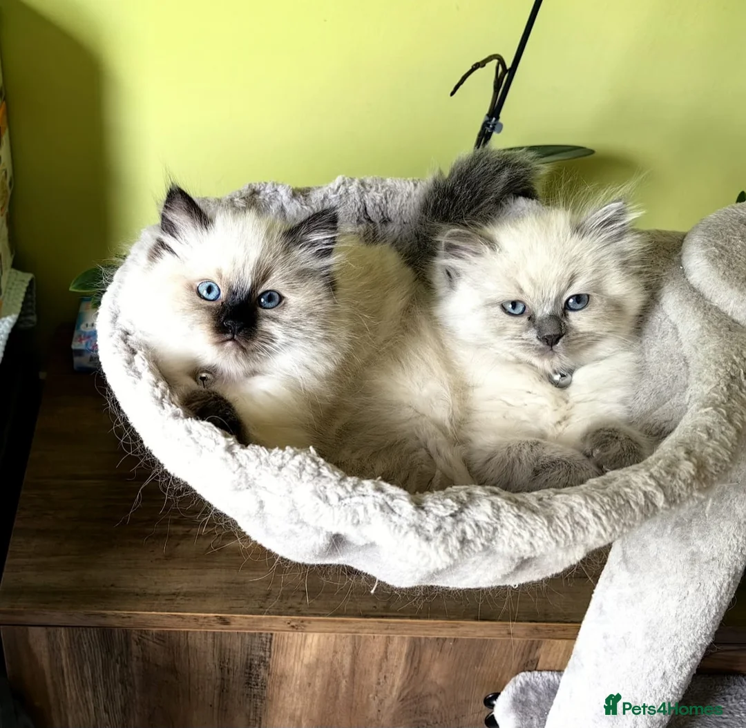 Ragdoll cats for sale: Beautiful Ragdoll Kittens for Sale 🐾 in Basingstoke - Advert 2