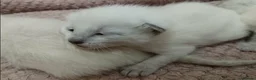 Siamese cats for sale: Beautiful blue eyes - Advert 7