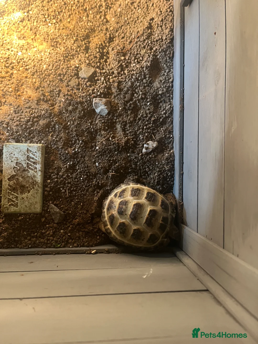 Tortoise reptiles for sale: Horsfield Tortoise  in Bury - Advert 2