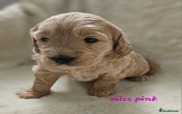 Goldendoodle dogs for sale: F1 Goldendoodle - Image 6