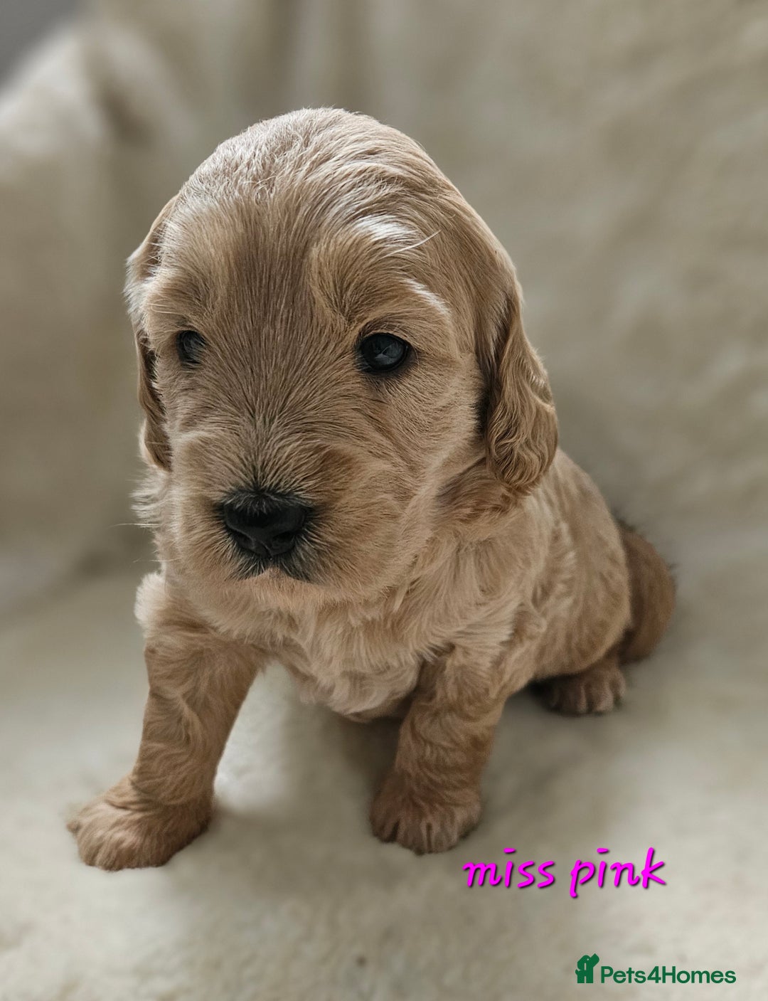 Goldendoodle dogs for sale: F1 Goldendoodle - Image 6