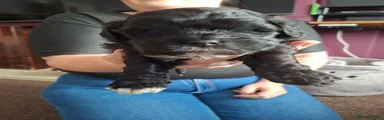 Shih Tzu 2