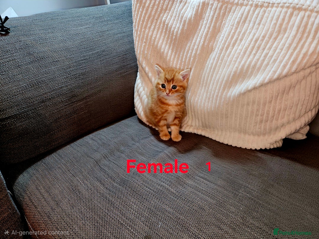 Mixed Breed cats for sale:  1 male, 1 female ginger kittens for sale.   - Advert 8