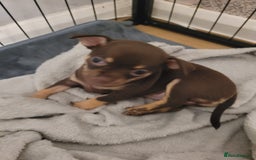 Chihuahua dogs for sale: Chihuahua puppies for sale - Image 5