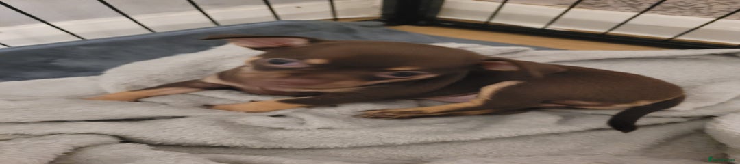 Chihuahua Puppy 4