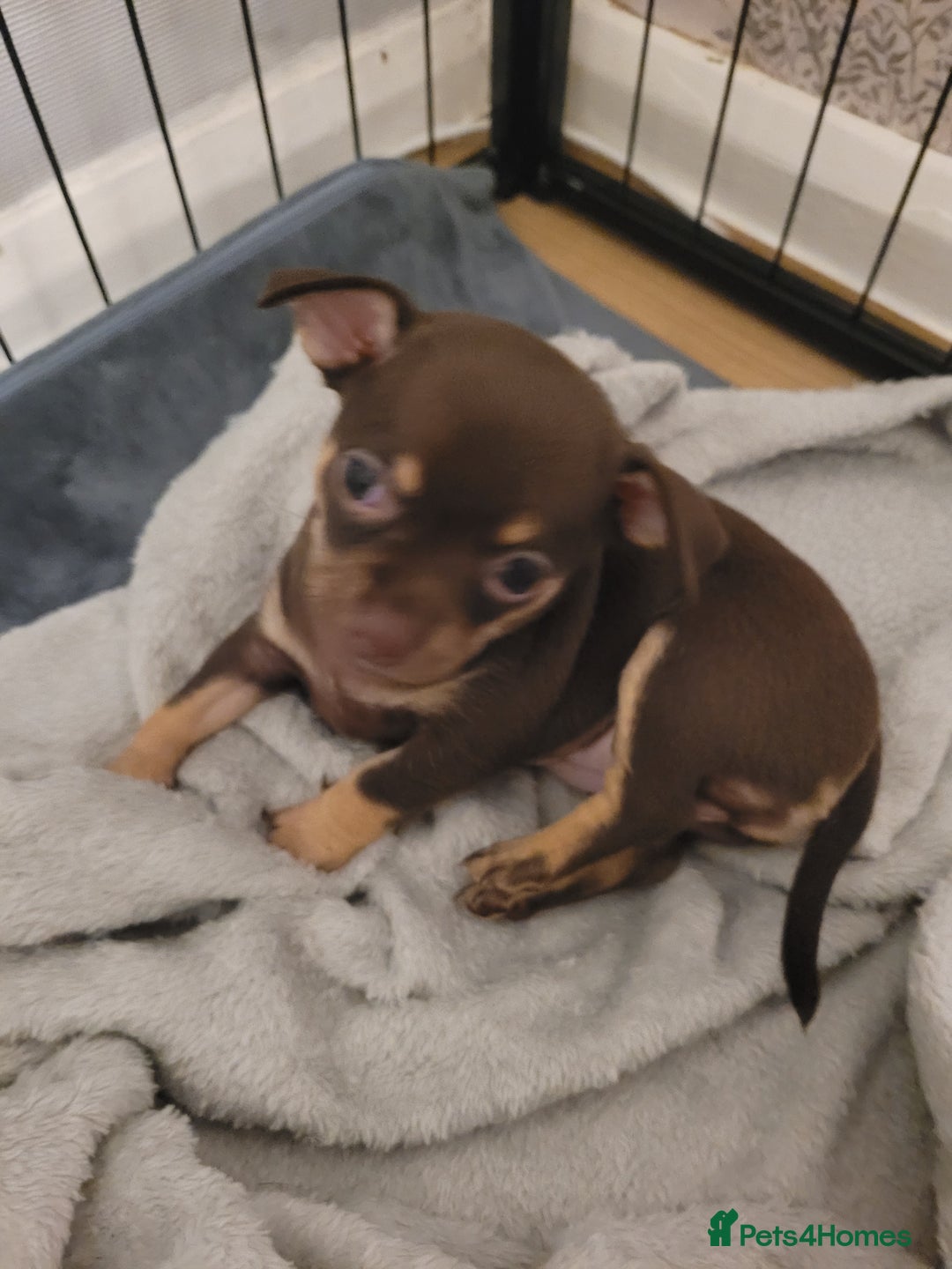 Chihuahua dogs for sale: Chihuahua puppies for sale - Image 5
