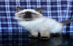 Ragdoll cats for sale: FIFe Registered Ragdoll Kittens Champion Line  - Image 35