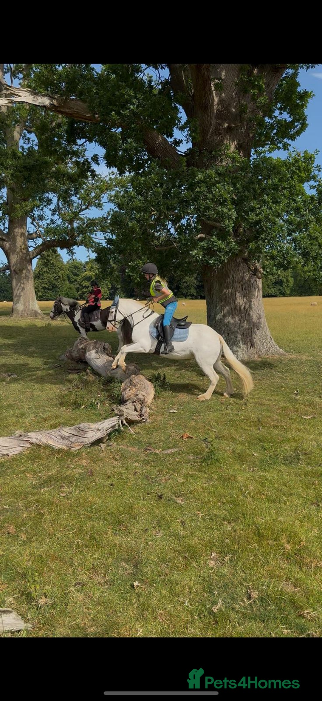 Other Breed horses for sale: Amazing pony club pony  - Image 4