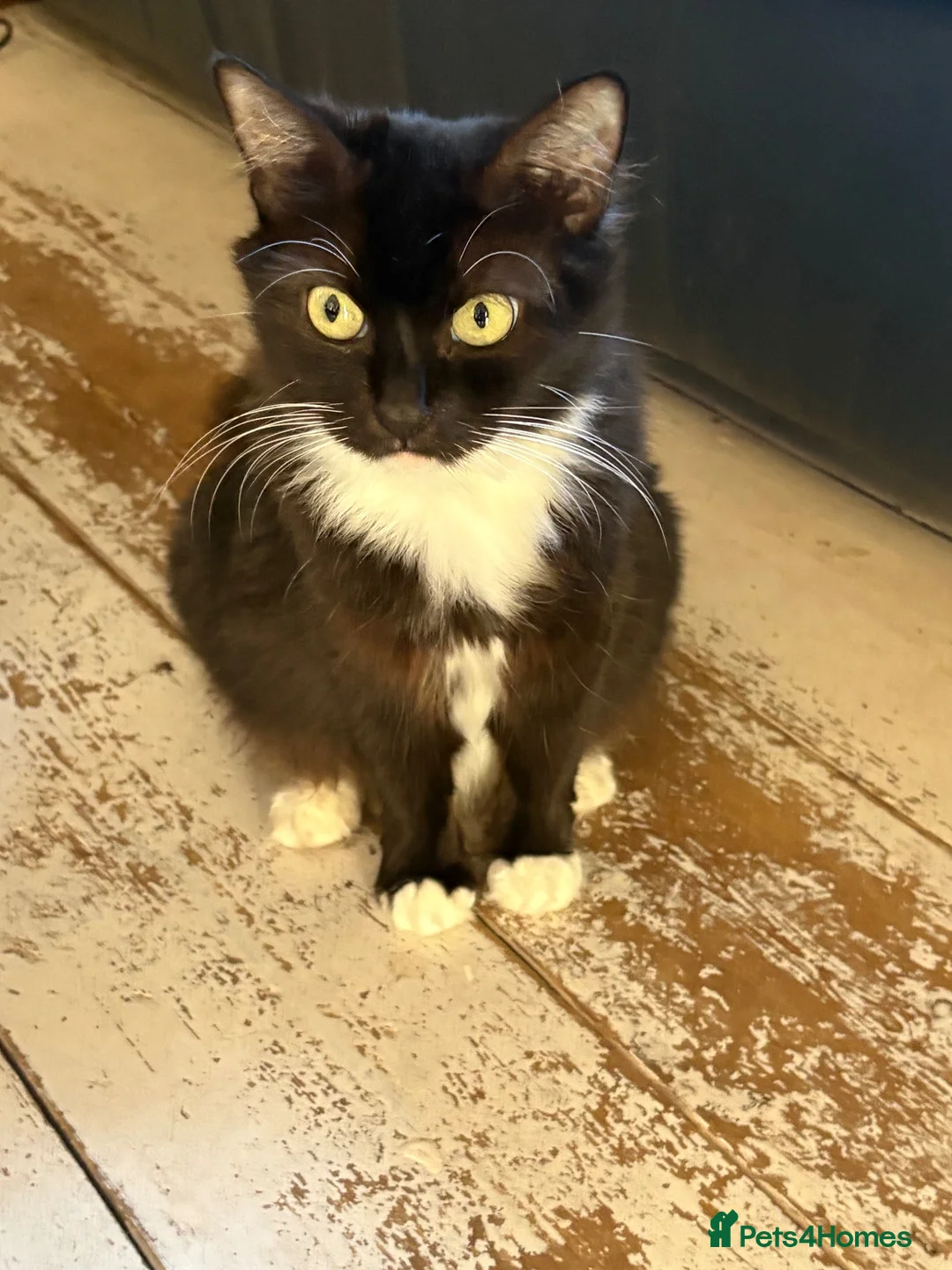 Mixed Breed cats for sale: Mixed breed kittens  - Advert 1