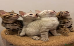 Bengal cats for sale: Snow and Brown boy TICA bengal kittens  - Image 2