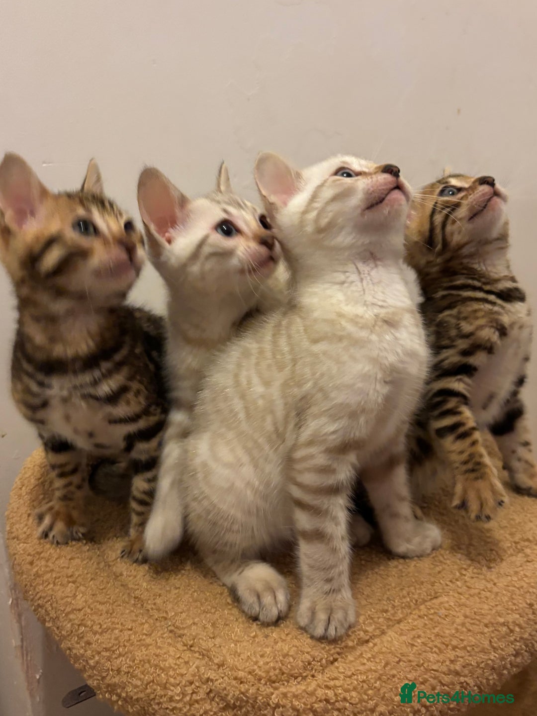 Bengal cats for sale: Snow and Brown boy TICA bengal kittens  - Image 2