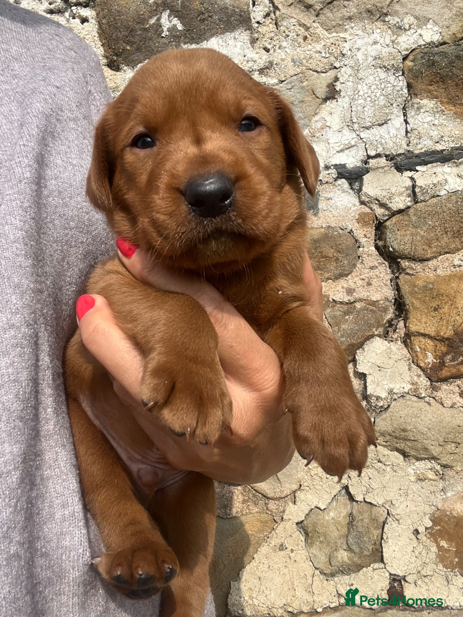 Labrador Retriever dogs FOXRED LABRADOR - Advert 1