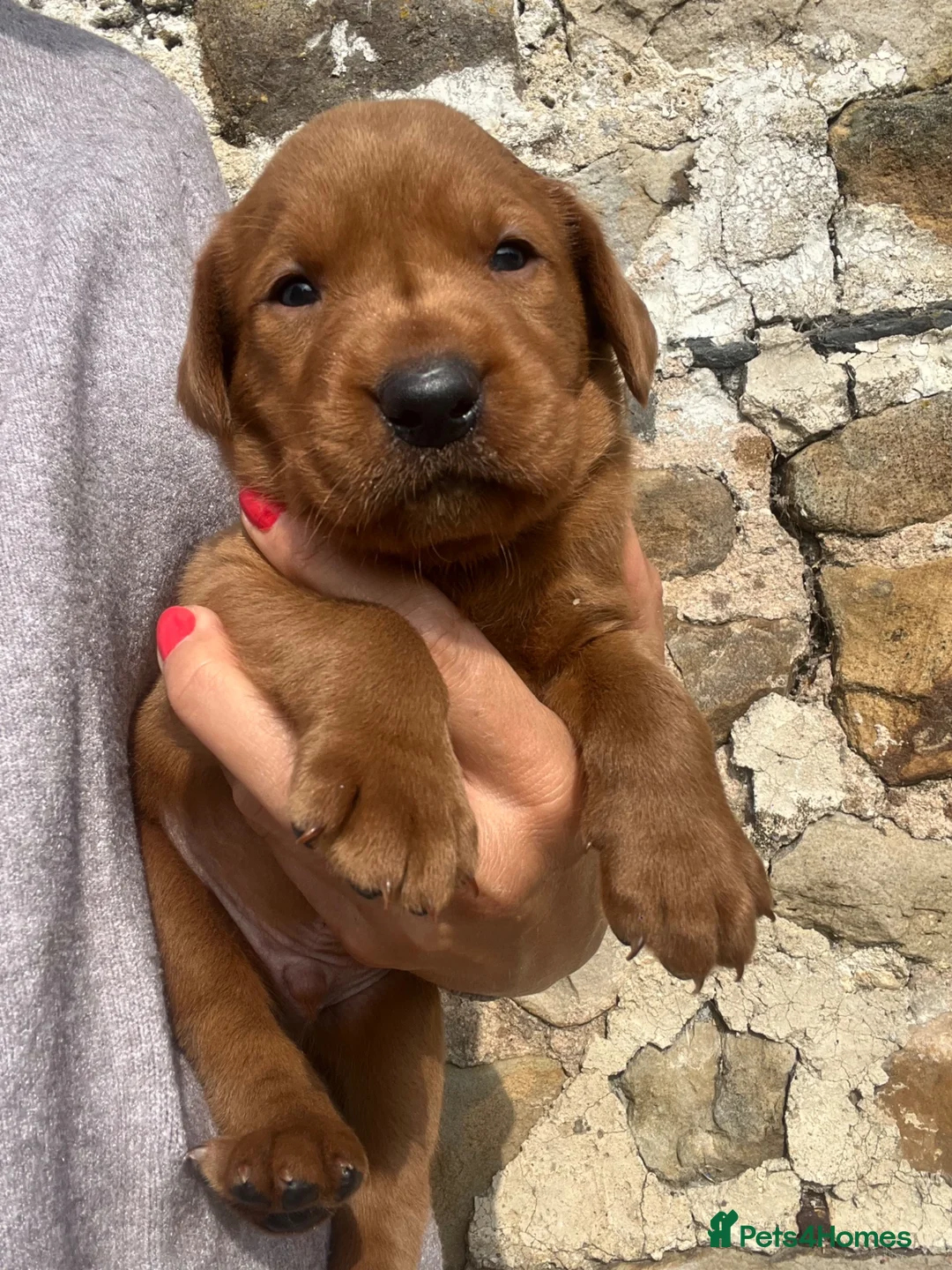 Labrador Retriever dogs for sale: FOXRED LABRADOR in Catterick Garrison - Advert 1
