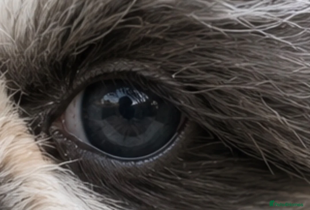 Shih Tzu dogs for sale: Kennel Club Reg Unique Blue & White Parti Female - Advert 2