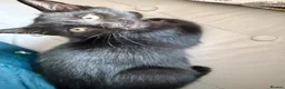 Domestic Shorthair cats for sale: Black kittens available  - Advert 9