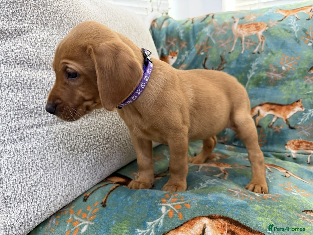 Labrador Retriever dogs for sale: KC Registered Labrador Puppies - Call  **  - Image 25