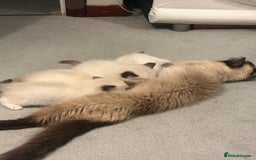 Ragdoll cats for sale: Christmas Ragdoll kitten dolls available  - Image 11