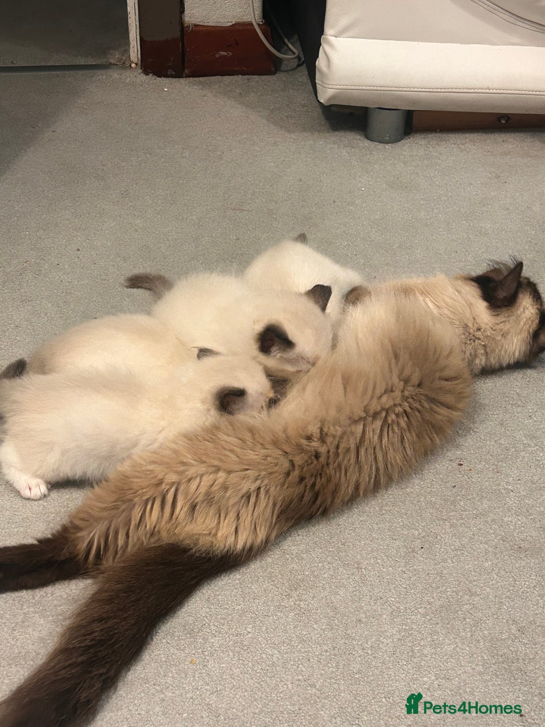 Ragdoll cats for sale: Christmas Ragdoll kitten dolls available  - Image 11