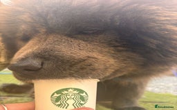 Chow Chow dogs for stud: Stud chow blue/chocolate  - Image 2