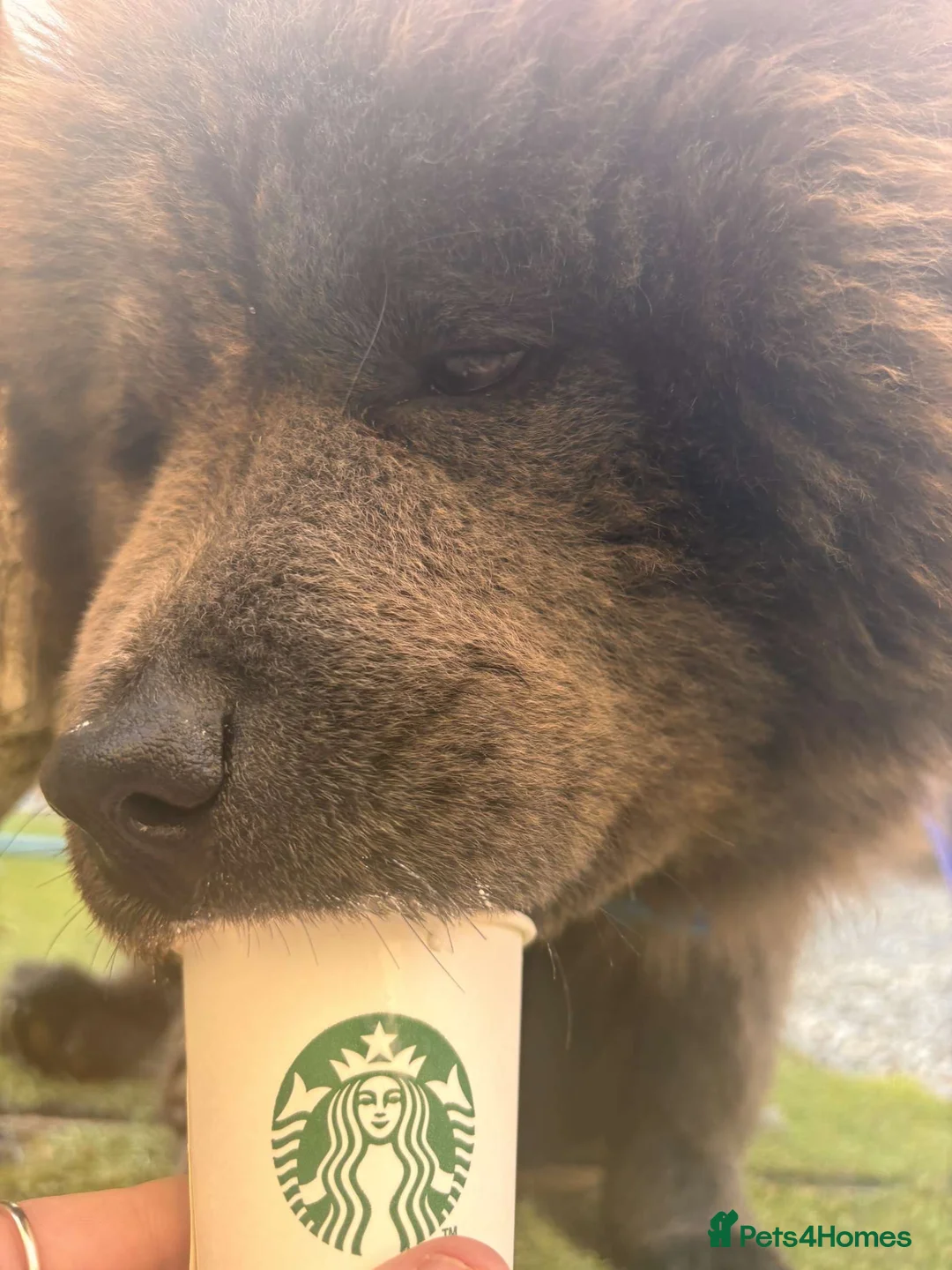 Chow Chow dogs for stud: Stud chow blue/chocolate  - Advert 2