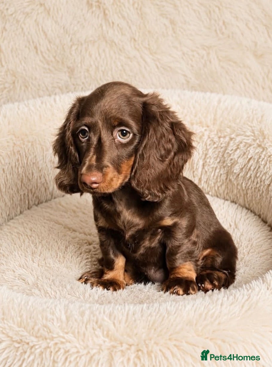Dachshund dogs Gorgeous long haired miniature dachshund puppies  - Advert 2