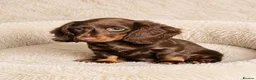 Dachshund dogs for sale: Gorgeous long haired miniature dachshund puppies  - Advert 8